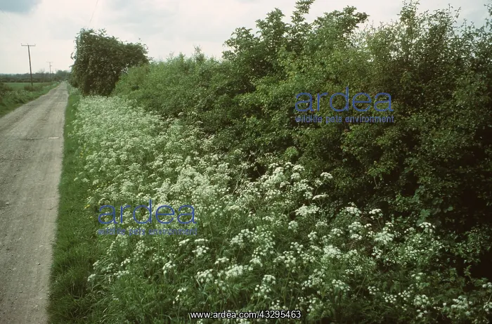 : COW PARSLEY - on roadside : COW PARSLEY - on roadside