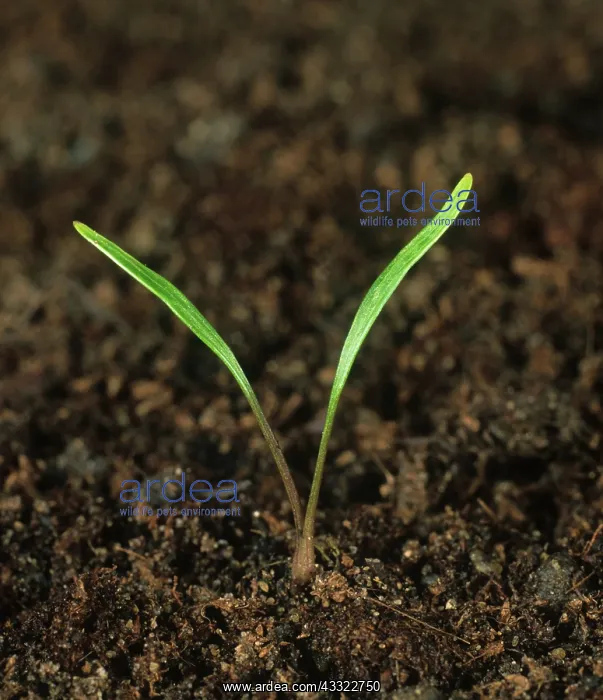 : Cow parsley seedling : Cow parsley seedling