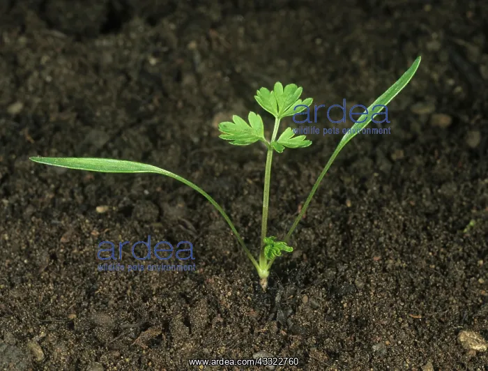 : Cow parsley seedling : Cow parsley seedling