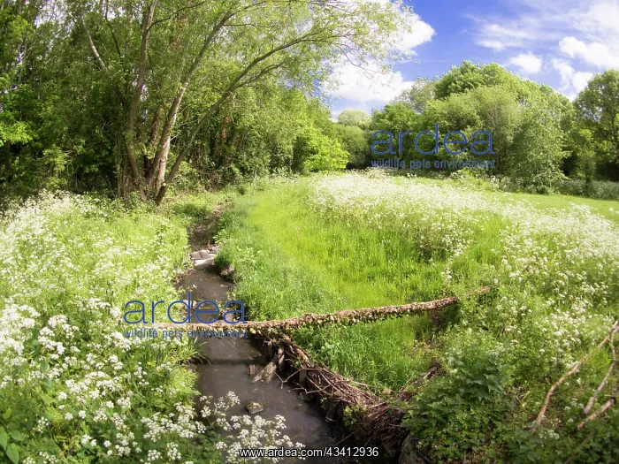 : Cow parsley in urban park - Westley Vale Birmingham UK : Cow parsley in urban park - Westley Vale Birmingham UK