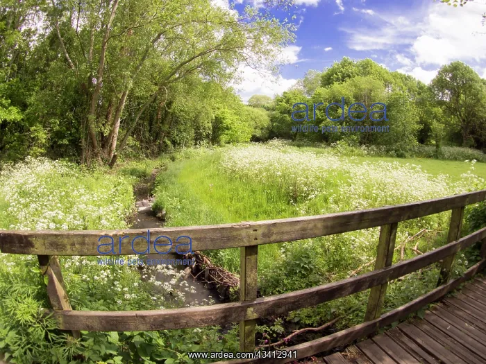 : Cow parsley in urban park - Westley Vale Birmingham UK : Cow parsley in urban park - Westley Vale Birmingham UK