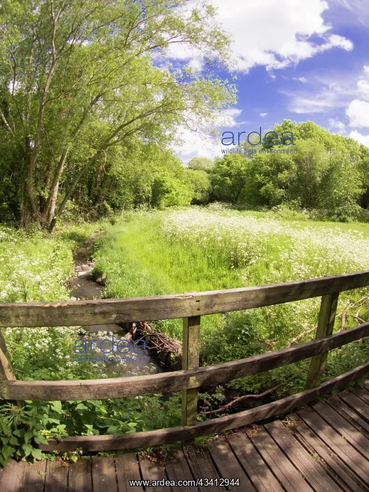 : Cow parsley in urban park - Westley Vale Birmingham UK : Cow parsley in urban park - Westley Vale Birmingham UK