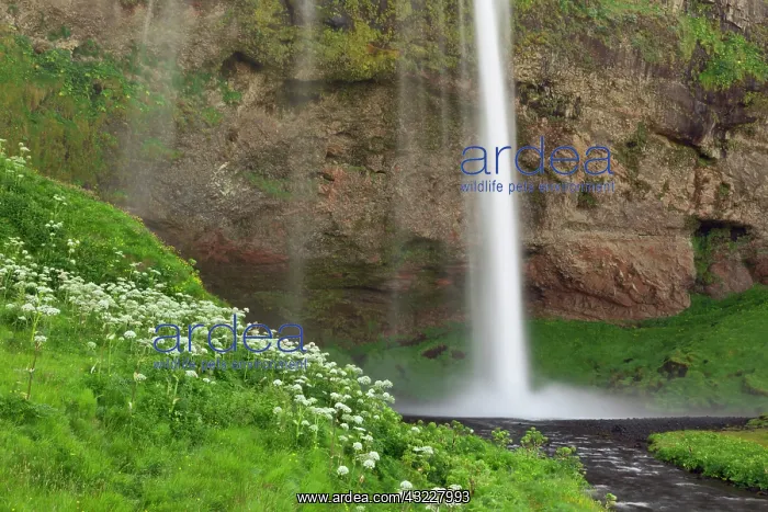 : Cow Parsnip and Seljalandsfoss Waterfall : Cow Parsnip and Seljalandsfoss Waterfall