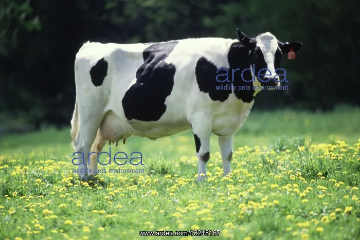 : Cow in pasture : Cow in pasture