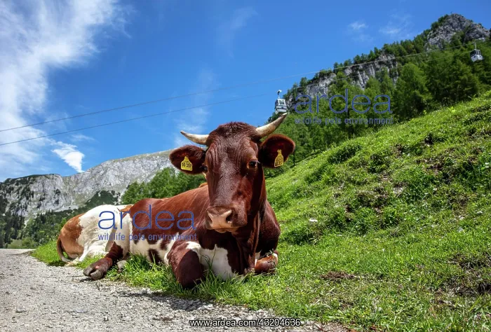 : Cow in the pasture on the Jenner, Berchtesgaden : Cow in the pasture on the Jenner, Berchtesgaden
