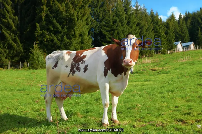 : Cow on pasture, Sognefjord, Norway, Europe Cow grazing : Cow on pasture, Sognefjord, Norway, Europe Cow grazing