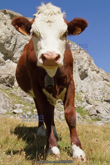  : Cow in a pasture - Vanoise Alps France