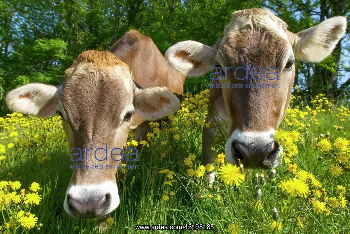 : Cow portrait, Two cows standing in a flower meadow : Cow portrait, Two cows standing in a flower meadow