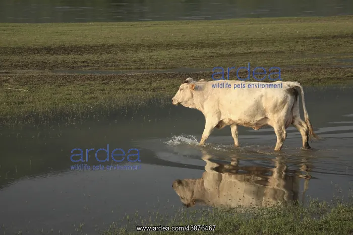 : Cow in a prairie lake innondee Kerkini Greece : Cow in a prairie lake innondee Kerkini Greece