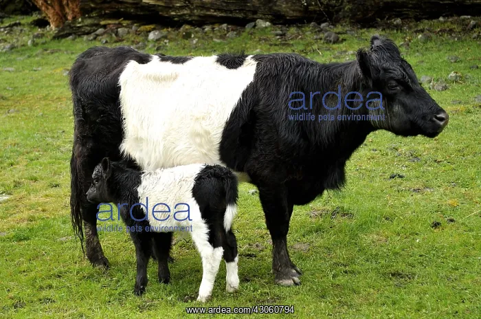 : Cow Prim-'Holstein with calf in a meadow NZ : Cow Prim-'Holstein with calf in a meadow NZ