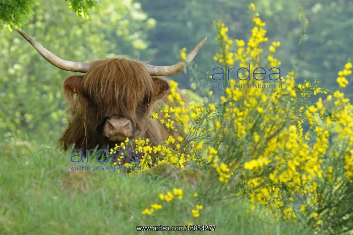 : Cow of the race Galloway Vosges du Nord RNP France : Cow of the race Galloway Vosges du Nord RNP France