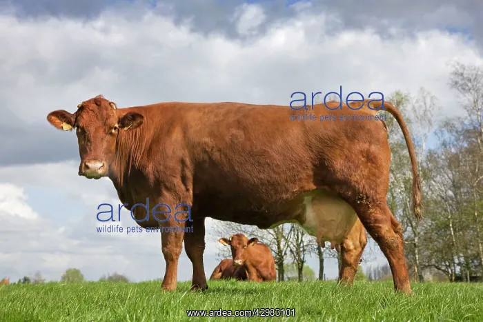 : Cow - Red beef / West-Vlaams rood rund : Cow - Red beef / West-Vlaams rood rund