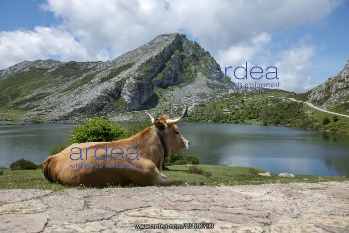 : Cow Resting by the Tranquil enol Mountain Lake on a Clear Summer Day in the picos the europa high in the mountains : Cow Resting by the Tranquil enol Mountain Lake on a Clear Summer Day in the picos the europa high in the mountains