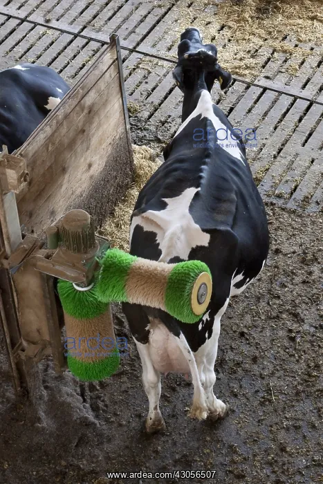 : Cow rubbing his back with an automated brush : Cow rubbing his back with an automated brush