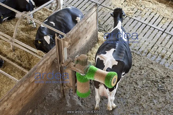 : Cow rubbing his back with an automated brush : Cow rubbing his back with an automated brush