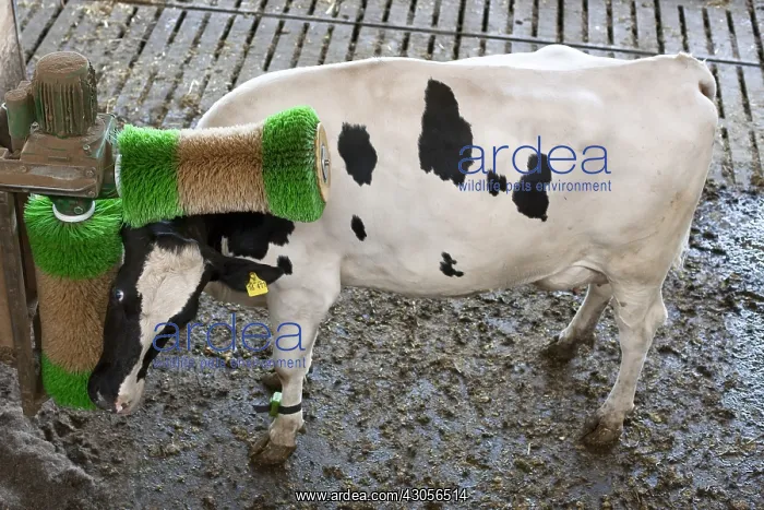 : Cow rubbing his head with an automatic brush : Cow rubbing his head with an automatic brush