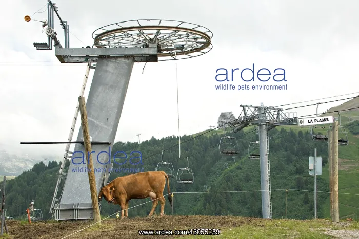 : Cow rubbing Pillar lift La Plagne : Cow rubbing Pillar lift La Plagne