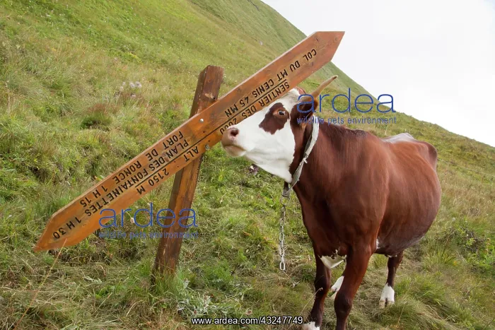 : Cow scratching against a signpost - Alpes France : Cow scratching against a signpost - Alpes France