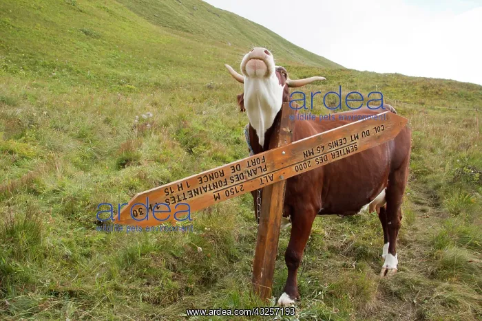 : Cow scratching against a signpost - Alpes France : Cow scratching against a signpost - Alpes France