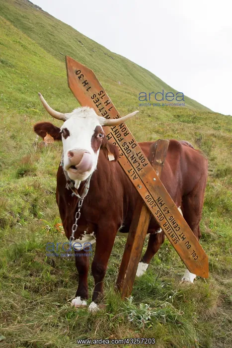 : Cow scratching against a signpost - Alpes France : Cow scratching against a signpost - Alpes France