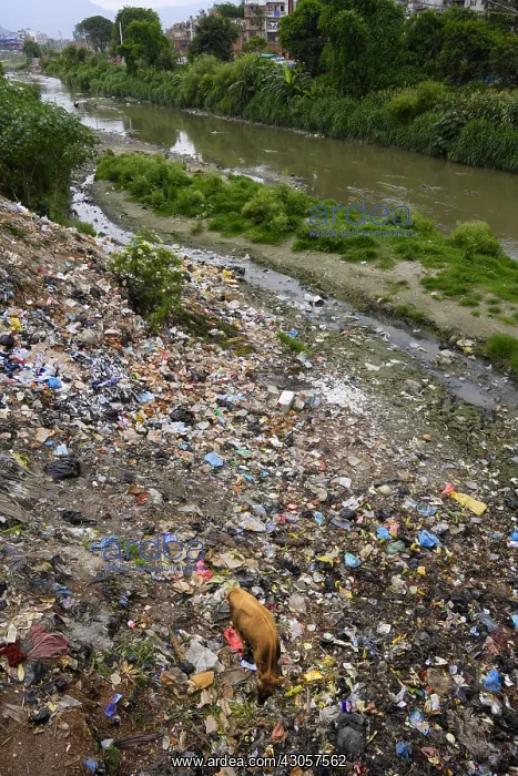 : Cow searching food in the trash near a river Kathmandu Nepal : Cow searching food in the trash near a river Kathmandu Nepal