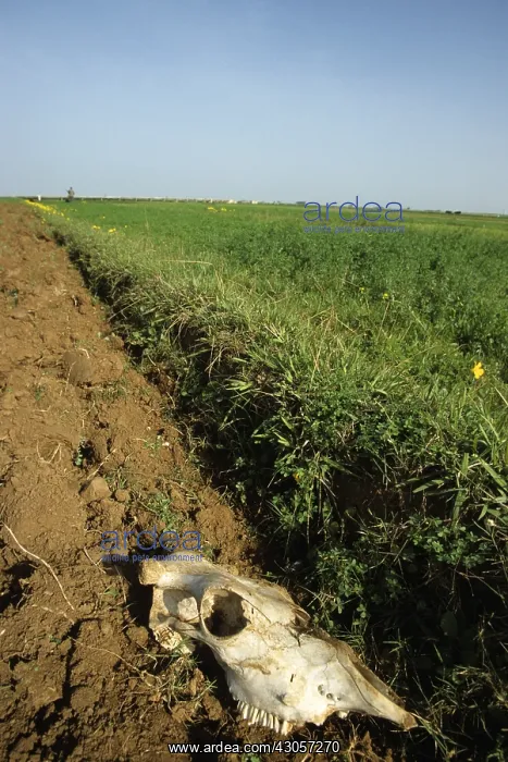  : Cow skull in a field Morocco