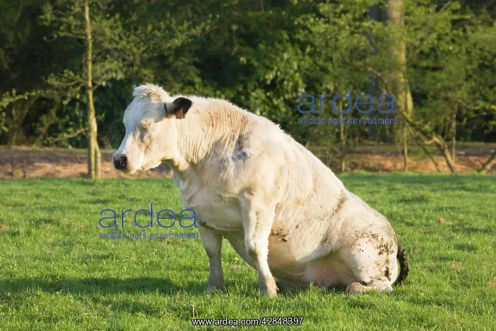  : Cow - sleeping in the meadow on her backside