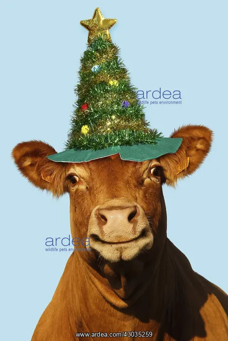  : Cow, smiling wearing Christmas Tree hat
