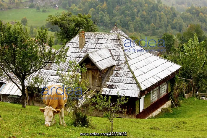 : Cow and snowy house in Magura village : Cow and snowy house in Magura village