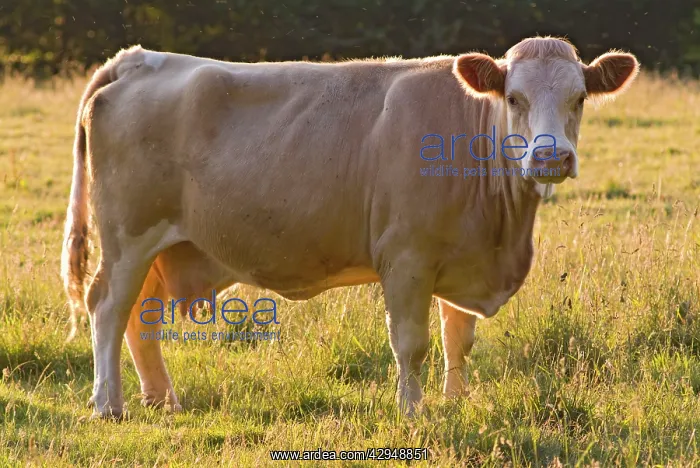  : Cow standing in field