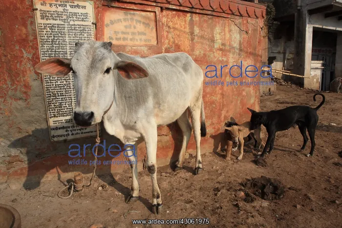 : Cow and stray dogs in the city Varanasi India : Cow and stray dogs in the city Varanasi India