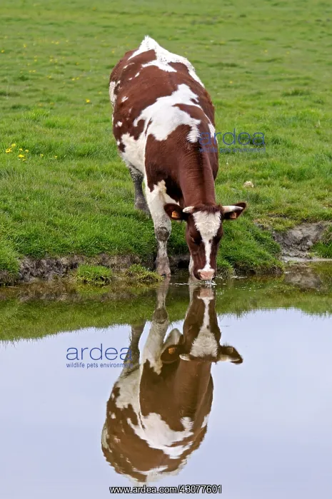 : Cow in Sum Bay drinking in a pond : Cow in Sum Bay drinking in a pond