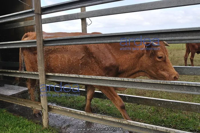 : Cow treated against ticks New Caledonia : Cow treated against ticks New Caledonia
