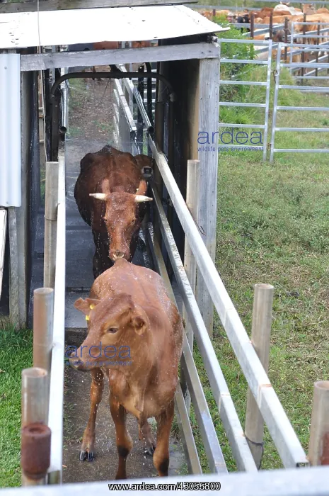 : Cow treated against ticks New Caledonia : Cow treated against ticks New Caledonia
