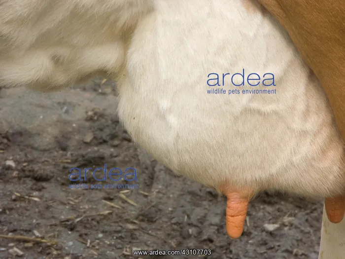 : Cow Udder. Cow udder; close up : Cow Udder. Cow udder; close up