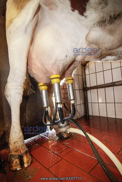 : Cow udder with milking machine : Cow udder with milking machine