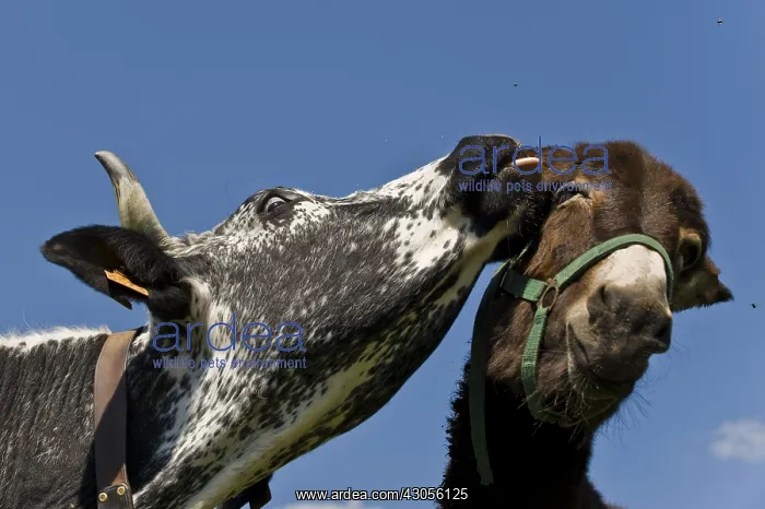 : A Cow vosgienne nibbling the ear of a donkey : A Cow vosgienne nibbling the ear of a donkey