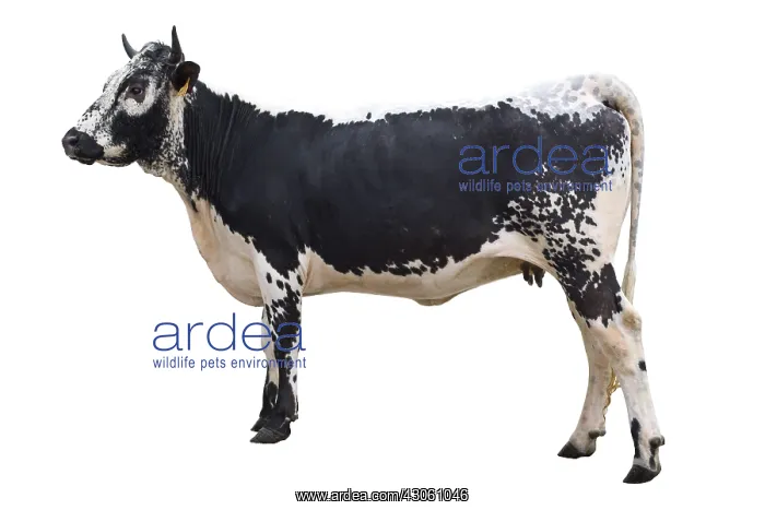 : Cow Vosgienne studio : Cow Vosgienne studio