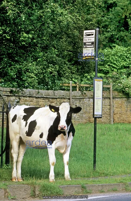 : Cow - waiting at bus stop in village : Cow - waiting at bus stop in village
