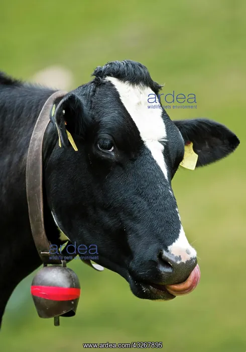 : Cow wearing a cow bell, licking its nose with its : Cow wearing a cow bell, licking its nose with its