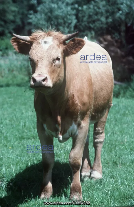 : COW - young, with flies on face : COW - young, with flies on face