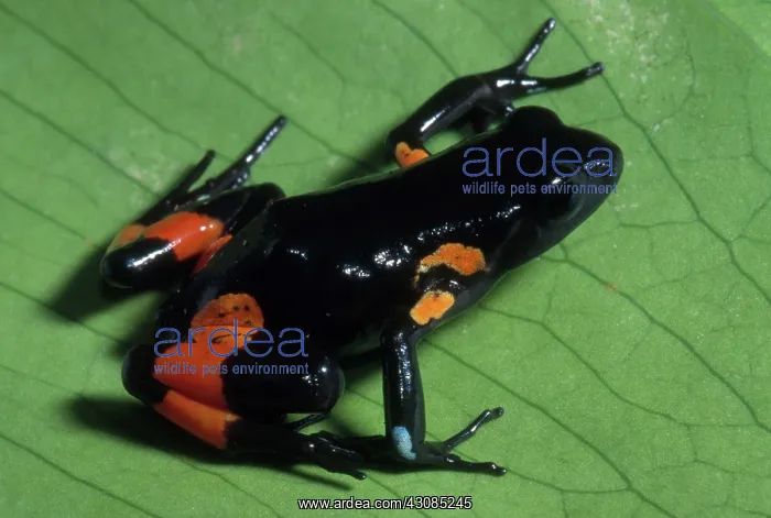 : Cowan's Mantella : Cowan's Mantella