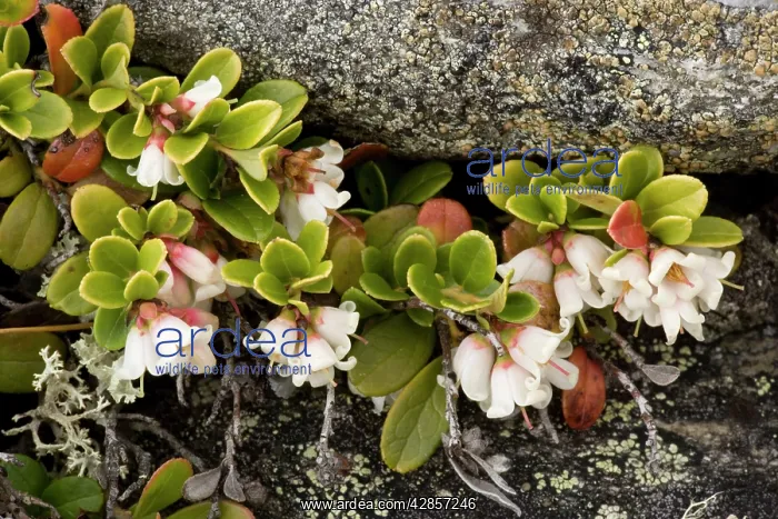 : Cowberry in flower : Cowberry in flower