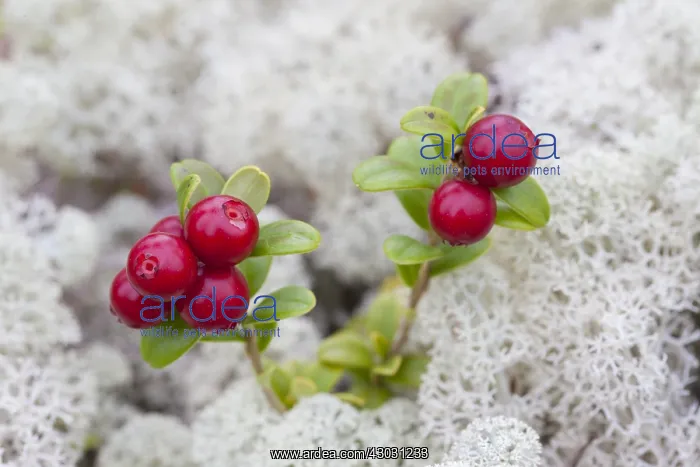 : Cowberry, Foxberry, Bog Cranberry - plant with : Cowberry, Foxberry, Bog Cranberry - plant with