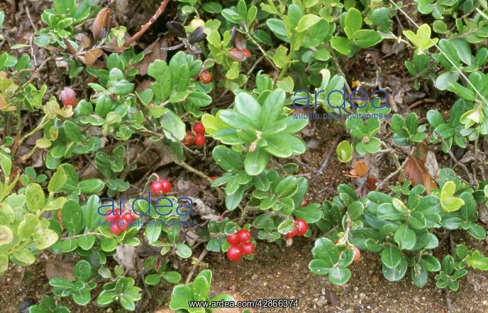 : COWBERRY - IN FRUIT : COWBERRY - IN FRUIT