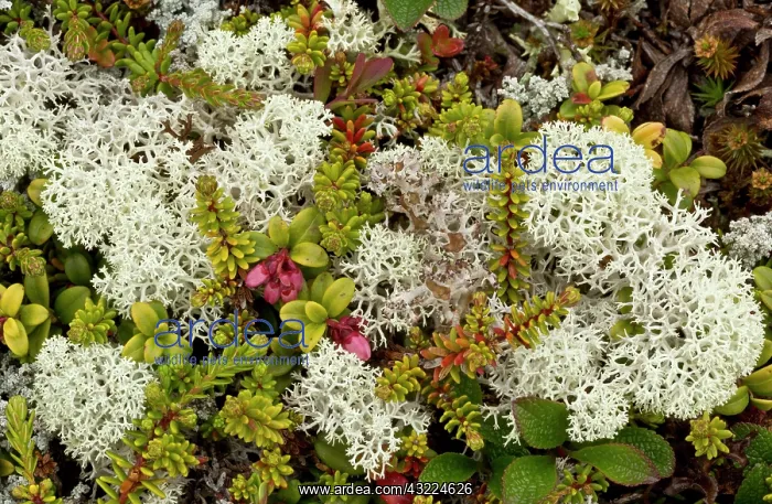 : Cowberry - in lichen-rich arctic tundra - with crowberry etc : Cowberry - in lichen-rich arctic tundra - with crowberry etc