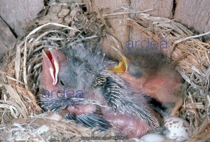 : Cowbird and Flycatcher Chicks : Cowbird and Flycatcher Chicks