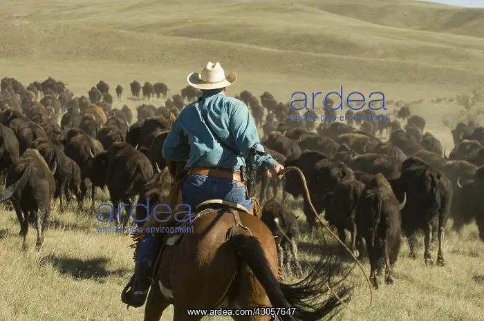 : Cowboy at Bison Roundup Custer State Park Black Hills USA : Cowboy at Bison Roundup Custer State Park Black Hills USA
