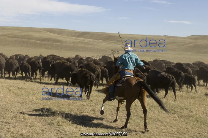 : Cowboy at Bison Roundup Custer State Park Black Hills USA : Cowboy at Bison Roundup Custer State Park Black Hills USA