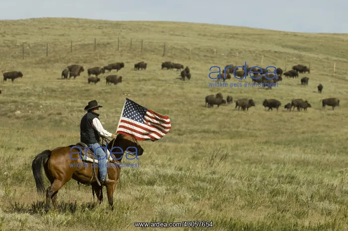 : Cowboy at Bison Roundup Custer State Park Black Hills USA : Cowboy at Bison Roundup Custer State Park Black Hills USA